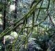 Portola Redwood State Park, January 14, 2017. Post rain.