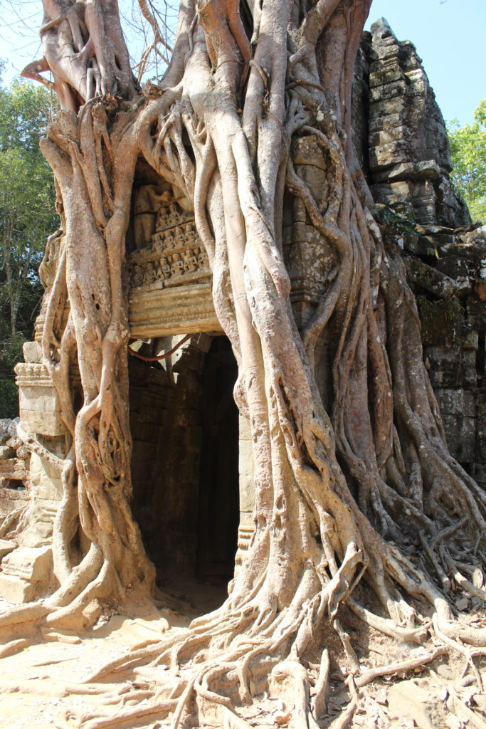 Angkor Wat temple, tree growing around temple