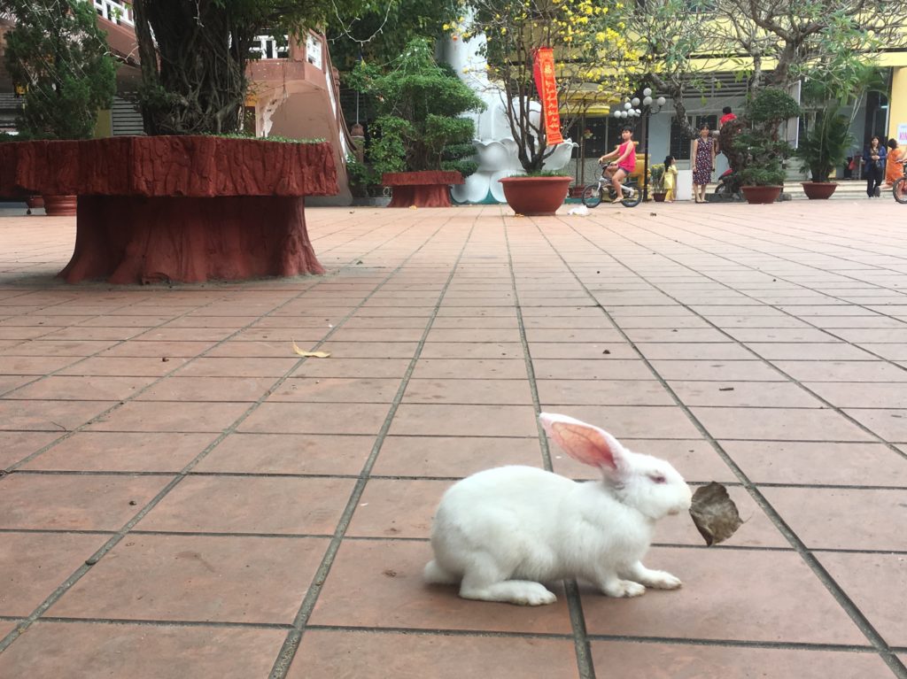 Bunny at Pagoda, Danang, Vietnam