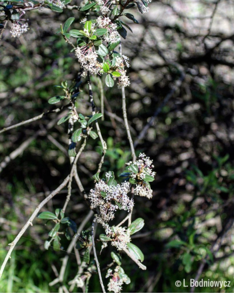 Flowers at Tuna Canyon