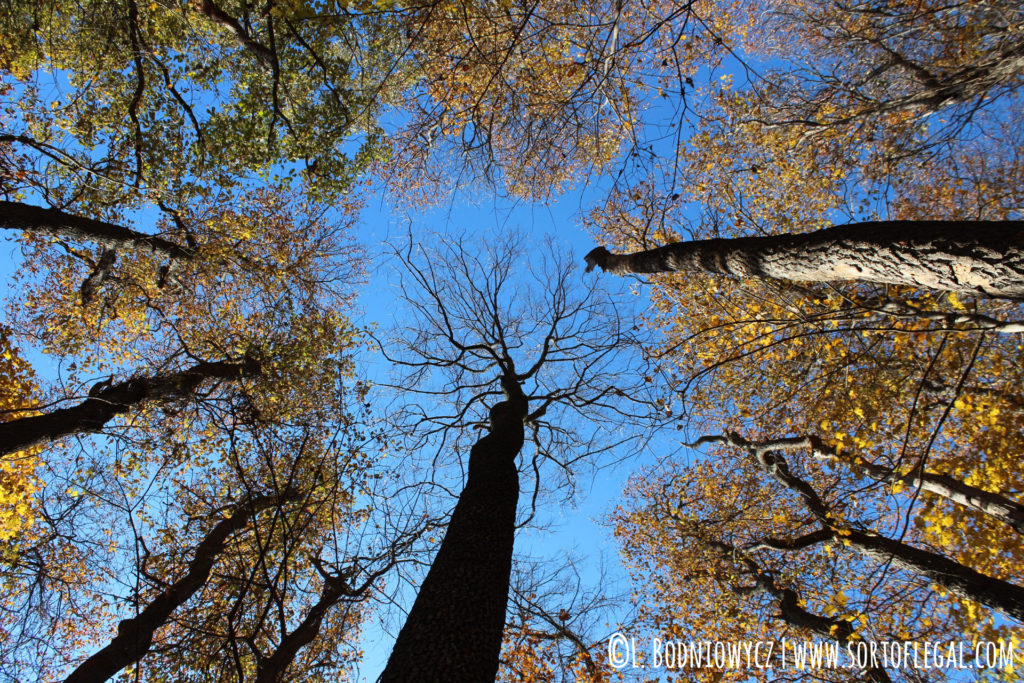 Trees with yellow leafs at Percy Warner, Nashville, TN