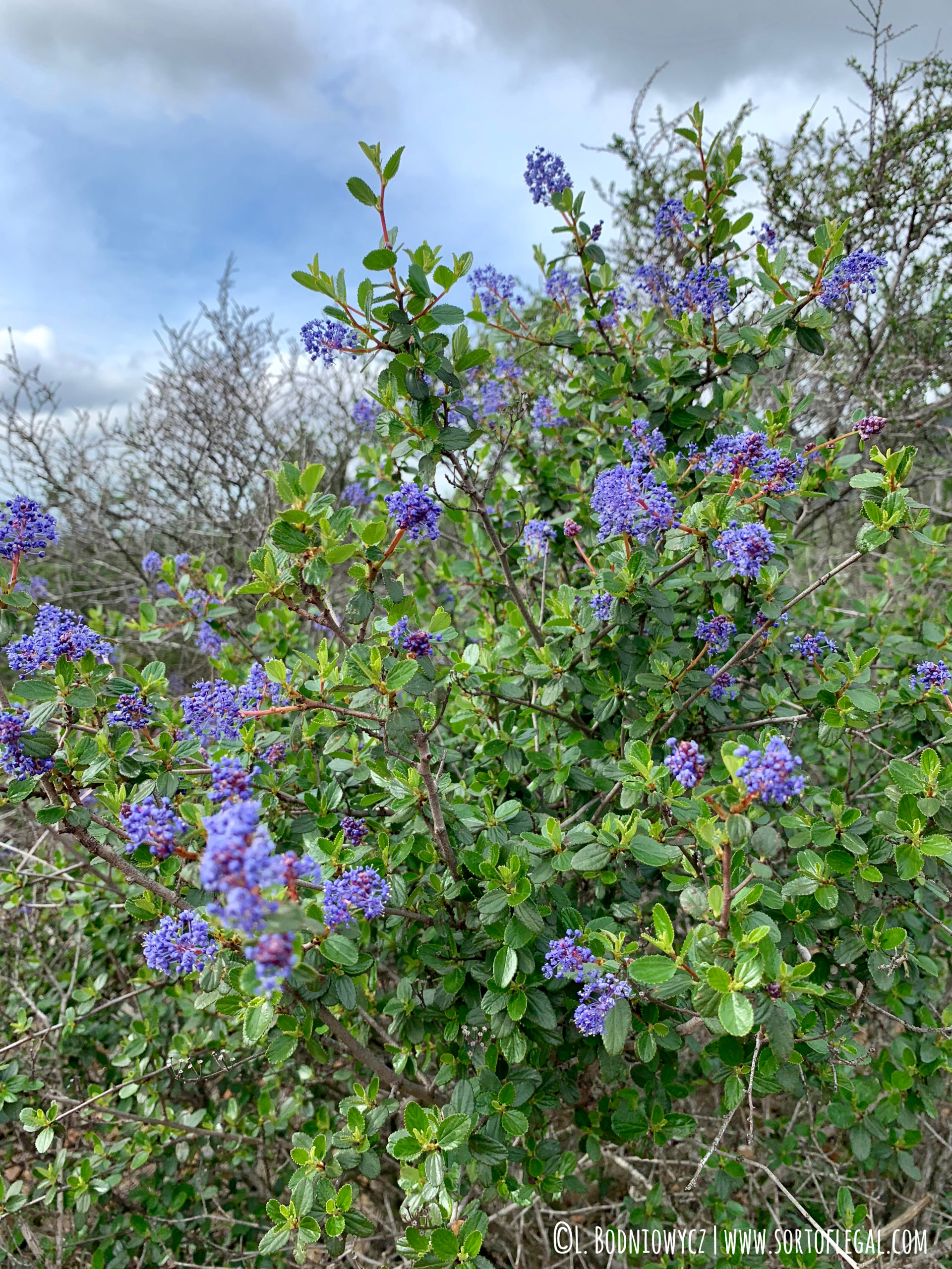 Flowers at Trails at Black Mountain, San Diego California Hike by Larissa Bodniowycz