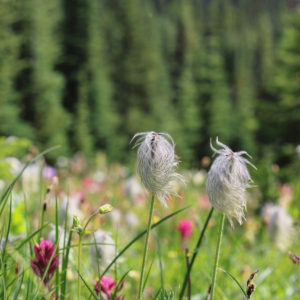 Wildflowers in Banff, Canada, Alberta Province shot by Larissa Bodniowycz