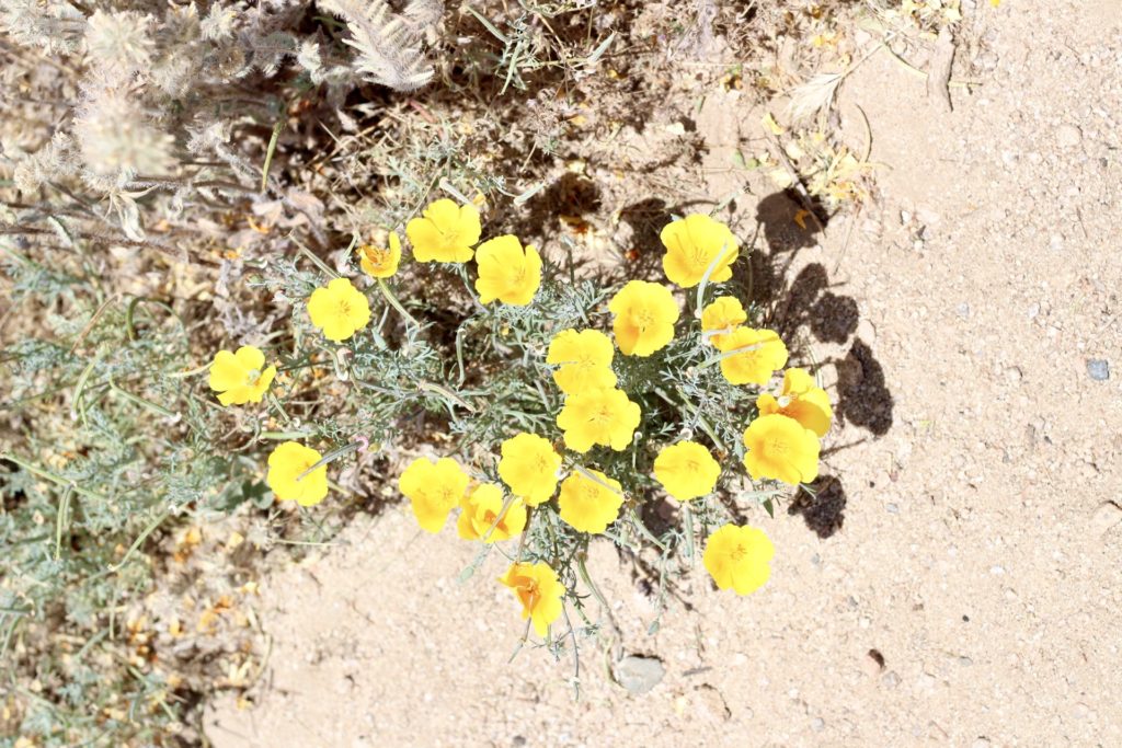 California Poppies, Poppy Preserve