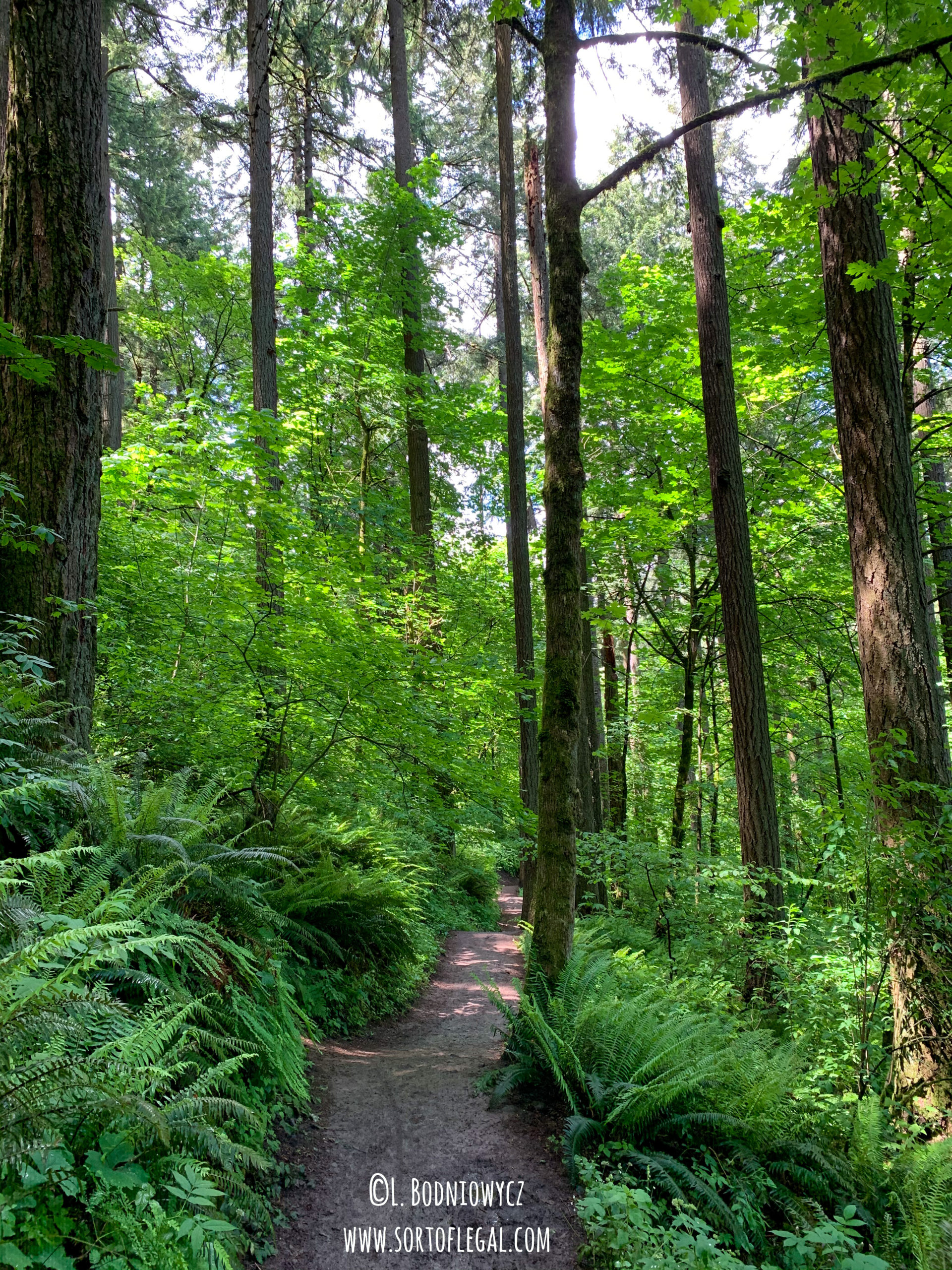 Dirt Alert: 3 Fantastic In-Town Hikes in Portland, OR - Sort of Legal