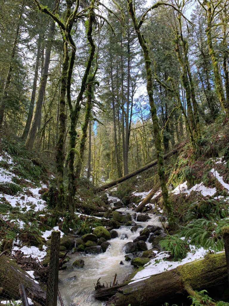 Forest Park in Winter - Stream